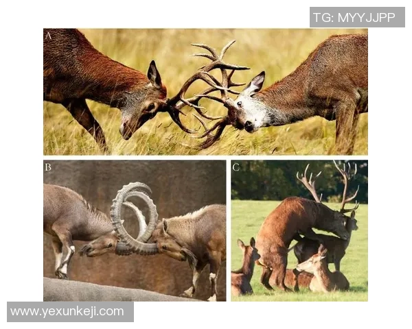 探秘史前足球的起源与演变揭示古人类的运动智慧与文化传承